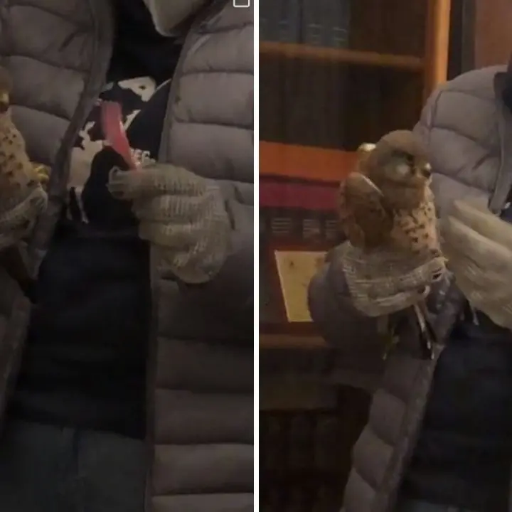 Briatico, falco ferito soccorso e portato in Comune