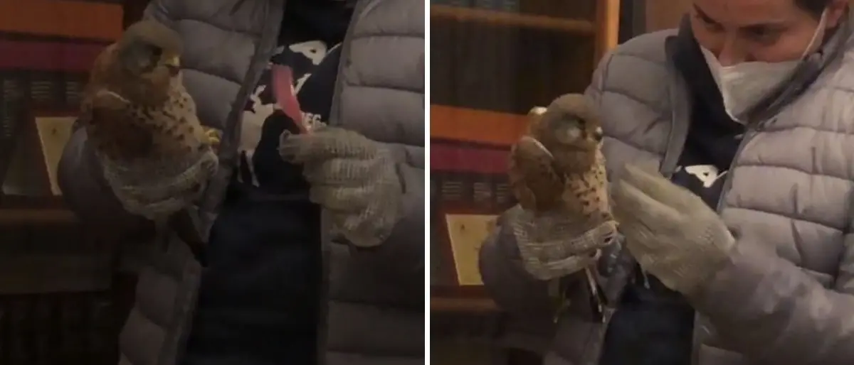 Briatico, falco ferito soccorso e portato in Comune