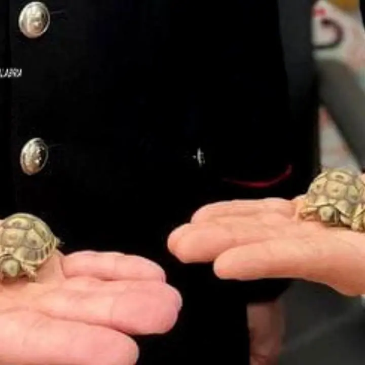Coltivazione di marijuana e detenzione di animali protetti, 2 arresti e una denuncia nel Reggino