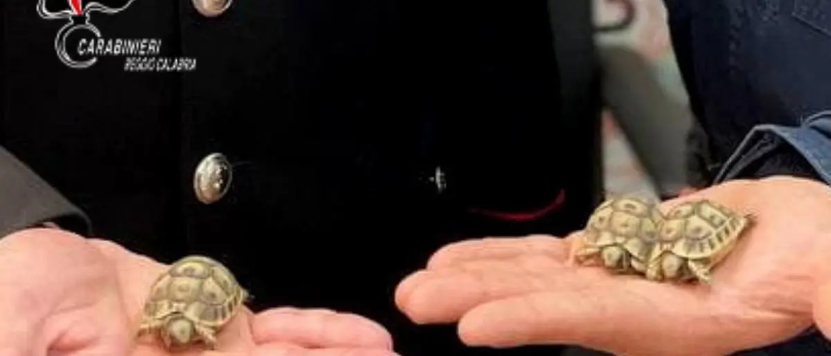 Coltivazione di marijuana e detenzione di animali protetti, 2 arresti e una denuncia nel Reggino