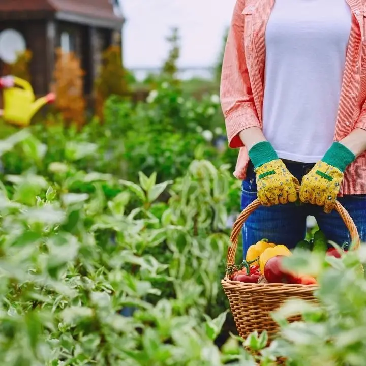 Agricoltura Calabria, 25 milioni di euro per gli imprenditori locali