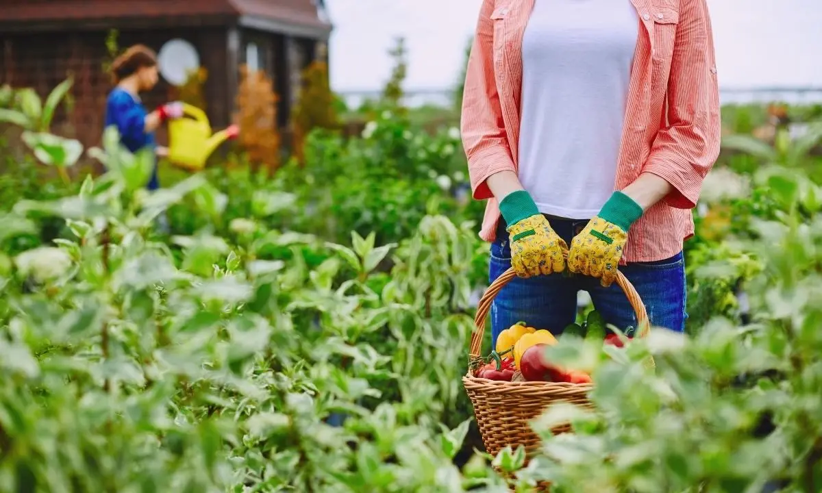 Agricoltura Calabria, 25 milioni di euro per gli imprenditori locali