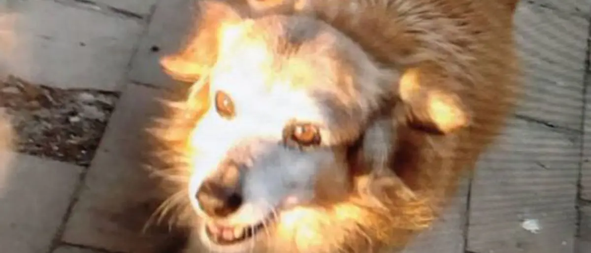 Musetto, la cagnolina adottata dal centro storico di Crotone trovata in una pozza di sangue: «Uccisa con un petardo»