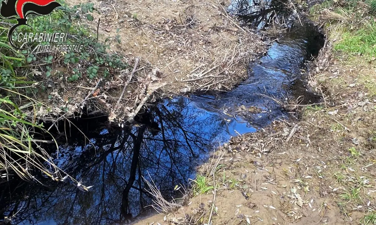 Scarti della lavorazione delle olive in un torrente a Montalto: denunciato titolare di un frantoio