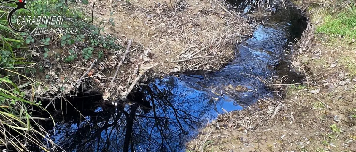 Scarti della lavorazione delle olive in un torrente a Montalto: denunciato titolare di un frantoio