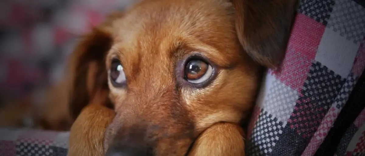 «Almeno 400 tra cani e gatti morti per i botti di Capodanno, Calabria maglia nera», il bilancio dell’Aida