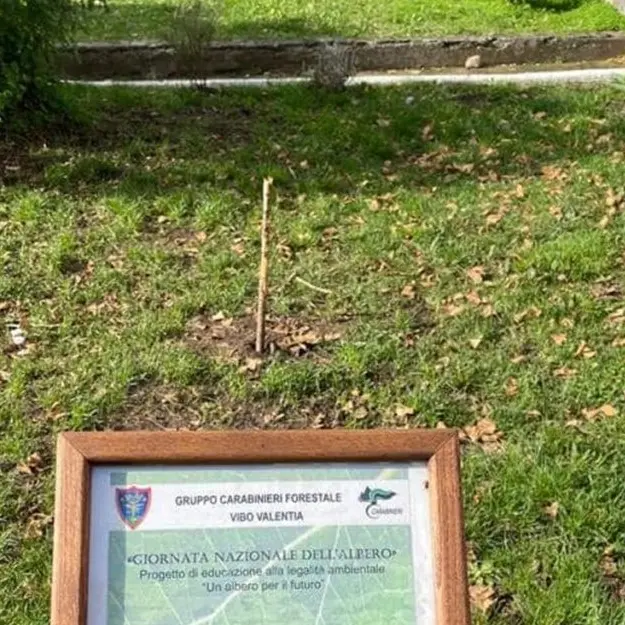 Taglio dell’albero della legalità a Vibo, la condanna della Cisl: «La criminalità va fermata»