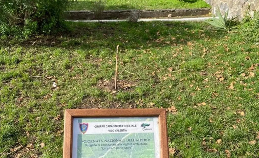 Taglio dell’albero della legalità a Vibo, la condanna della Cisl: «La criminalità va fermata»