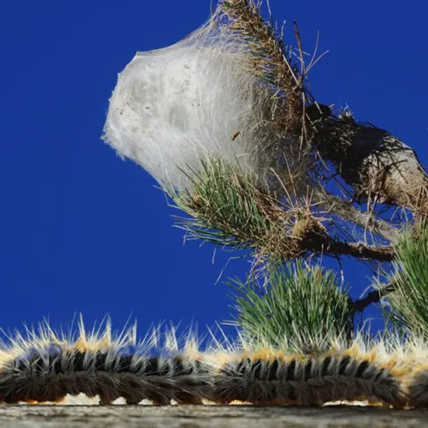 Gli alberi della Sila invasi dalla processionaria: tutta la zona interessata rischia di essere blindata