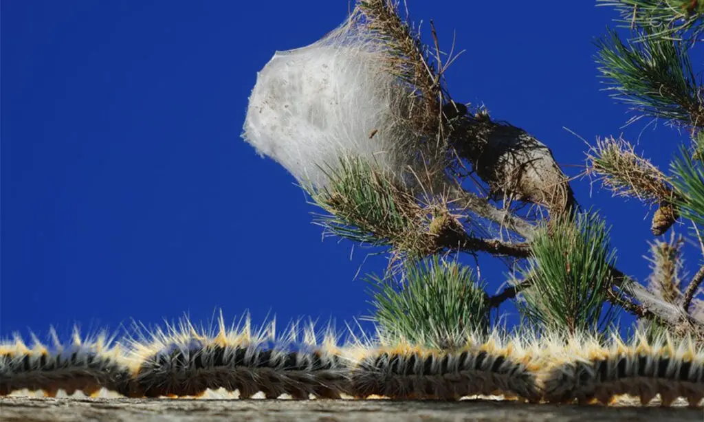 Gli alberi della Sila invasi dalla processionaria: tutta la zona interessata rischia di essere blindata