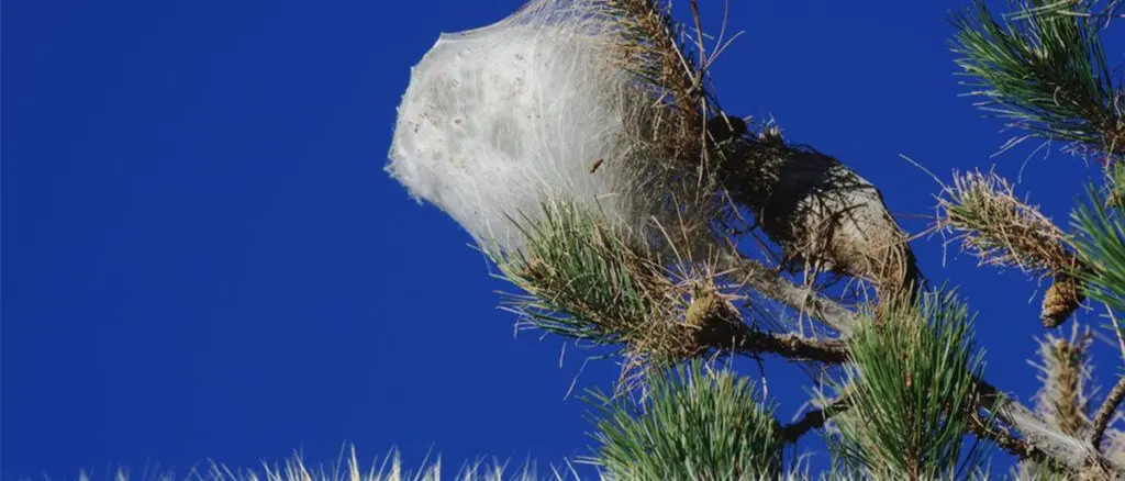 Gli alberi della Sila invasi dalla processionaria: tutta la zona interessata rischia di essere blindata