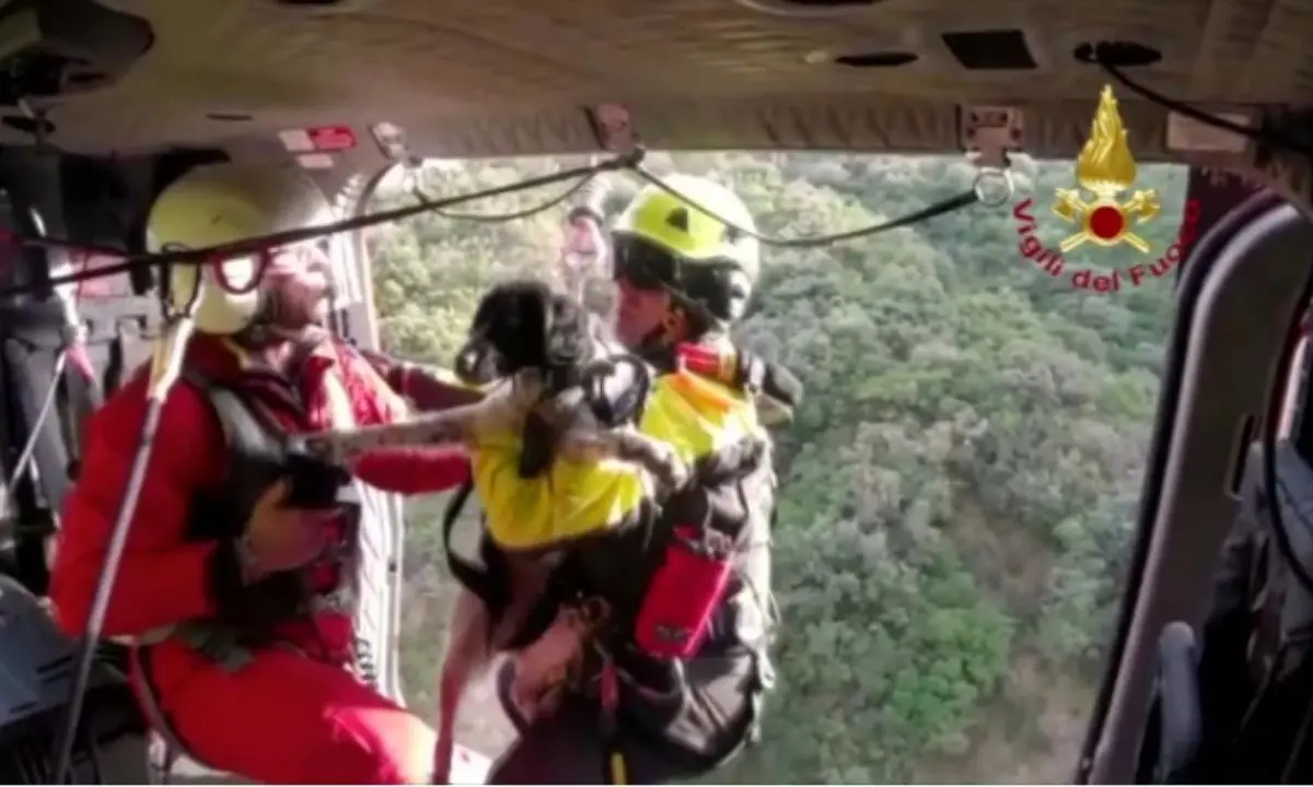 Cane in un dirupo salvato con l’elicottero: il video del recupero a Placanica