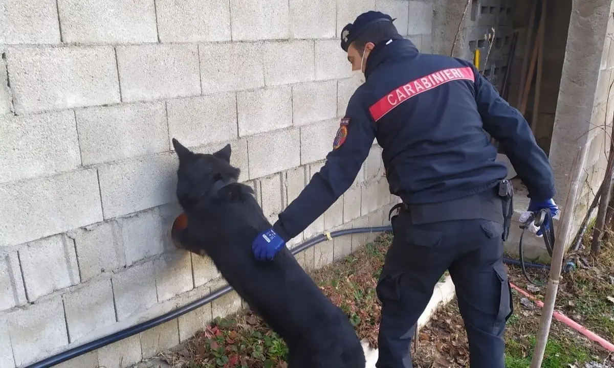Nascondeva in casa due chili di marijuana: arrestato 42enne nel Lametino