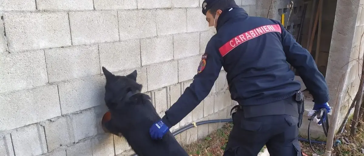 Nascondeva in casa due chili di marijuana: arrestato 42enne nel Lametino