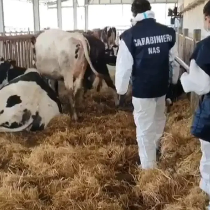 Animali macellati senza controlli sanitari: nei guai sei veterinari dell'Asp di Crotone