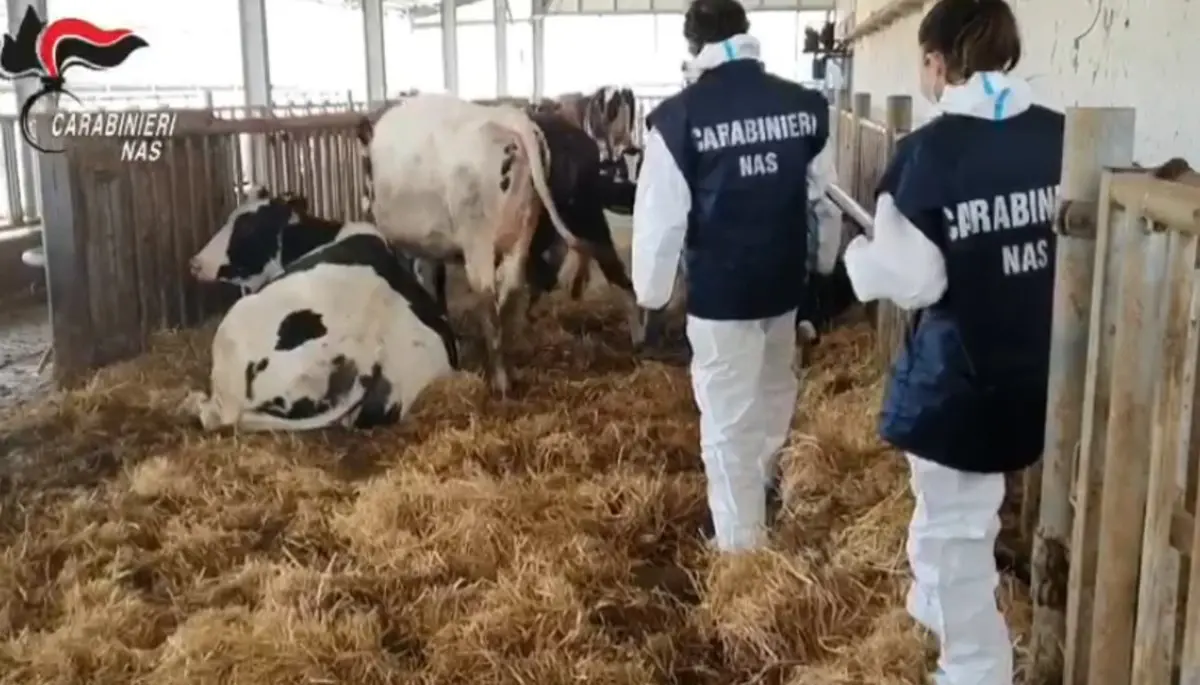 Animali macellati senza controlli sanitari: nei guai sei veterinari dell'Asp di Crotone