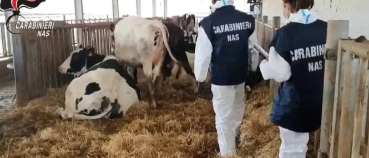 Animali macellati senza controlli sanitari: nei guai sei veterinari dell'Asp di Crotone