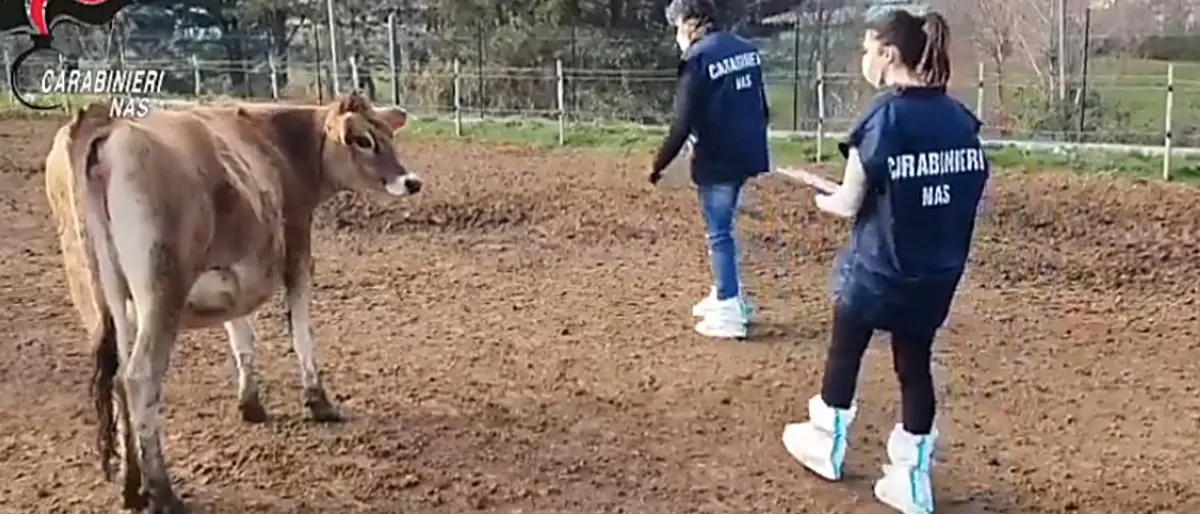 Macellazione clandestina, le intercettazioni degli arrestati: «Tu ti vendi i vitelli... e poi viene Gratteri!»