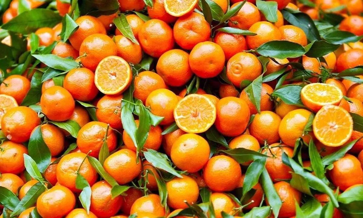 Piccole ma buonissime, le clementine calabresi conquistano l’Italia con la “promo”