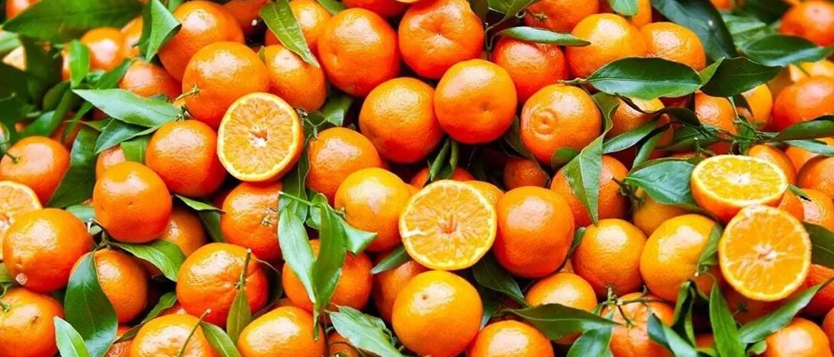 Piccole ma buonissime, le clementine calabresi conquistano l’Italia con la “promo”