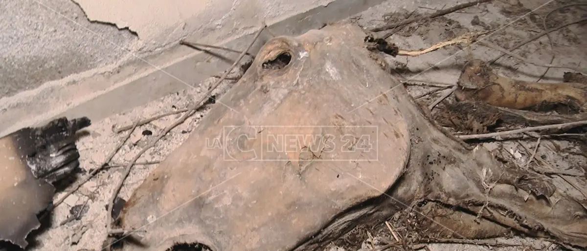 Un cavallo morto nell’ospedale fantasma: ecco l’immagine della sanità calabrese