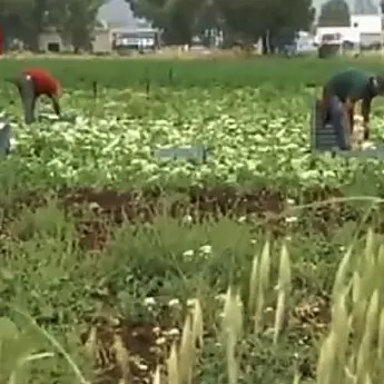 San Ferdinando, braccianti agricoli impiegati in nero: denunciato un imprenditore