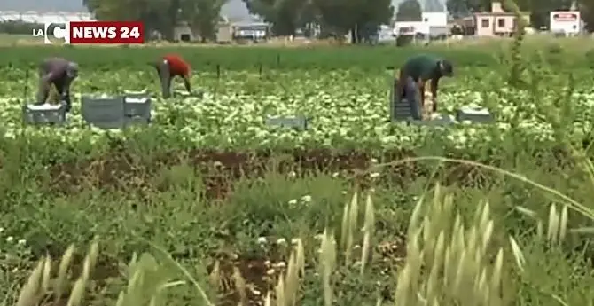 San Ferdinando, braccianti agricoli impiegati in nero: denunciato un imprenditore