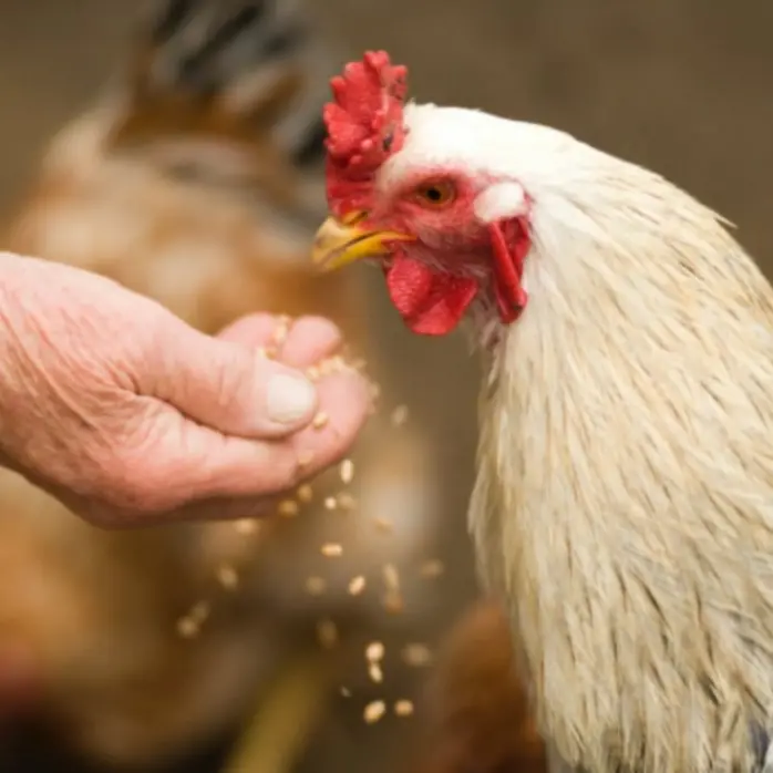 Influenza aviaria, allarme in Giappone: abbattuti oltre 2,5 milioni di polli