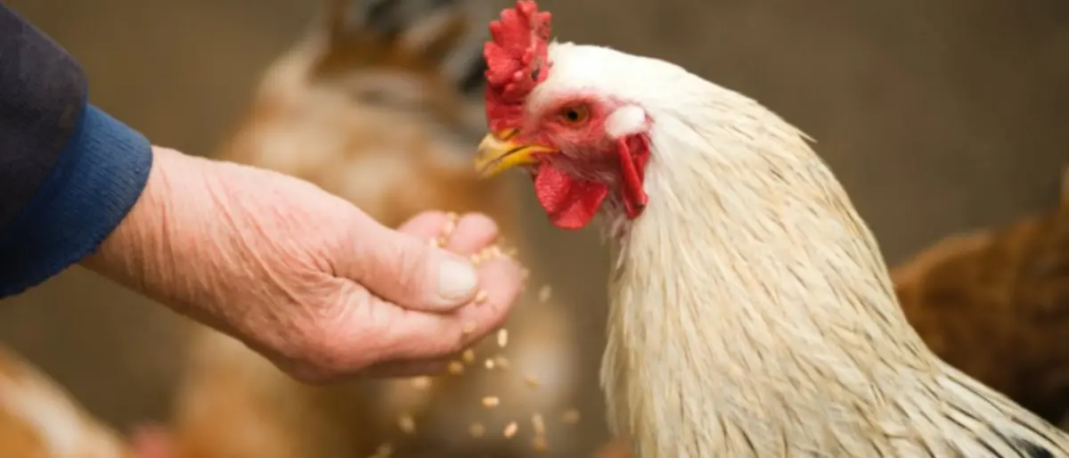 Influenza aviaria, allarme in Giappone: abbattuti oltre 2,5 milioni di polli