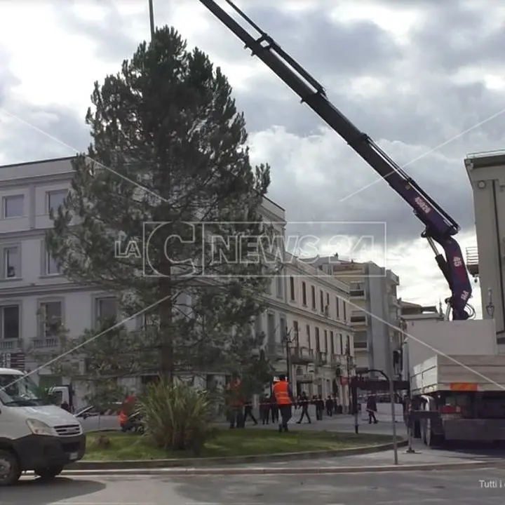 Crotone, arrivati i due alberi di Natale: «Siano segno di speranza»