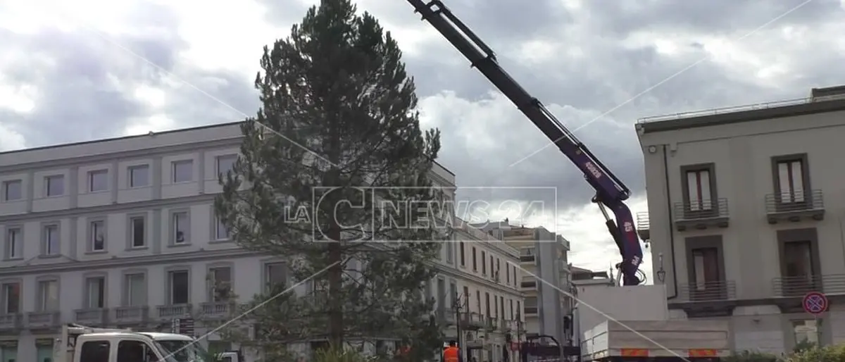Crotone, arrivati i due alberi di Natale: «Siano segno di speranza»