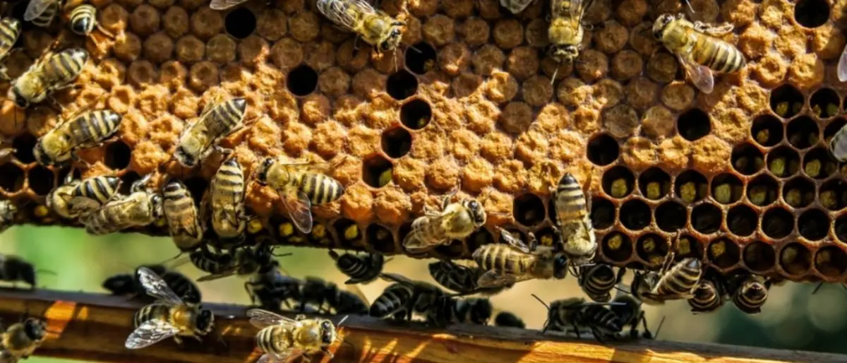 Apicoltura, la Regione stanzia 450mila euro per aiutare i produttori di miele