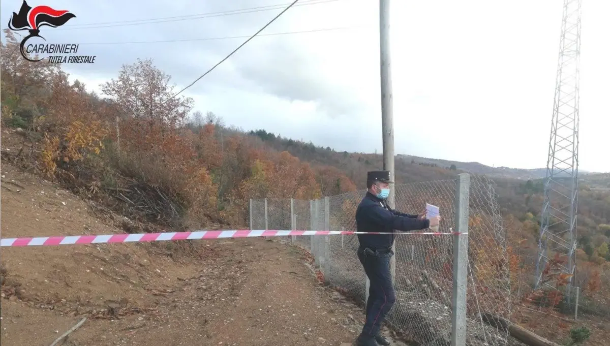 Acri, taglio abusivo di alberi: sequestrata area di 20mila metri quadri