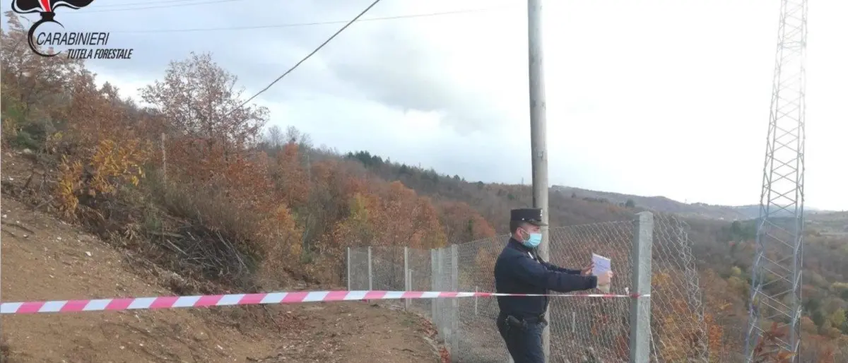 Acri, taglio abusivo di alberi: sequestrata area di 20mila metri quadri