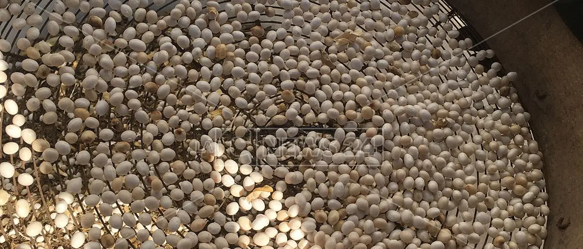 Il fagiolo poverello bianco, una tradizione ancora protagonista in Calabria