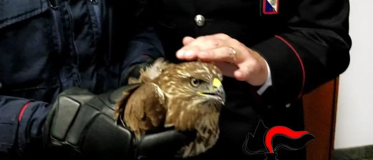 Campo Calabro, i carabinieri salvano un rapace ferito impigliato tra i rovi