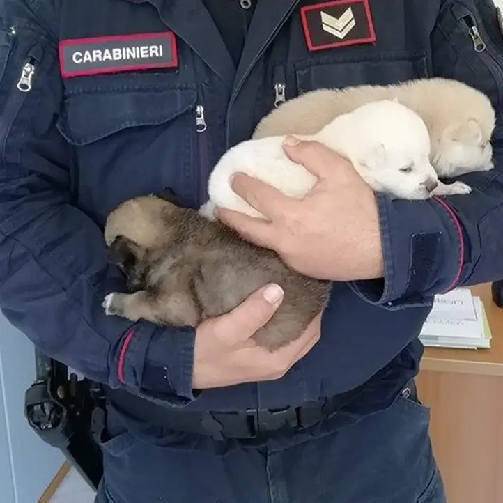 Scalea, cani malnutriti e costretti a vivere tra i rifiuti: una denuncia