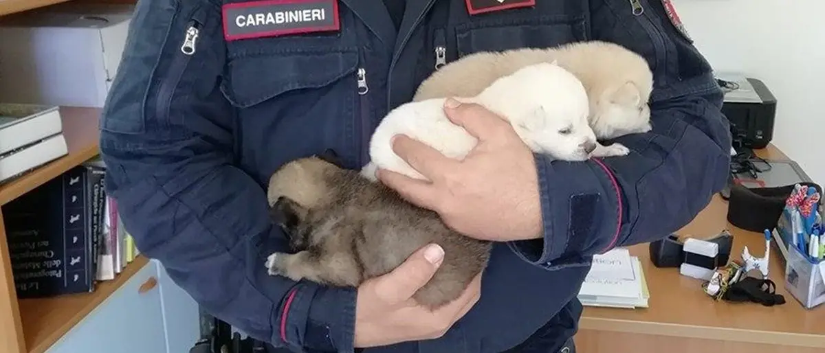 Scalea, cani malnutriti e costretti a vivere tra i rifiuti: una denuncia