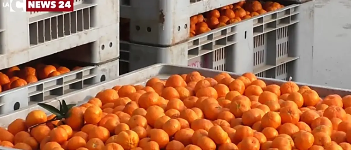 Rosarno, crisi agrumicola: il Consiglio comunale chiede aiuto al Governo