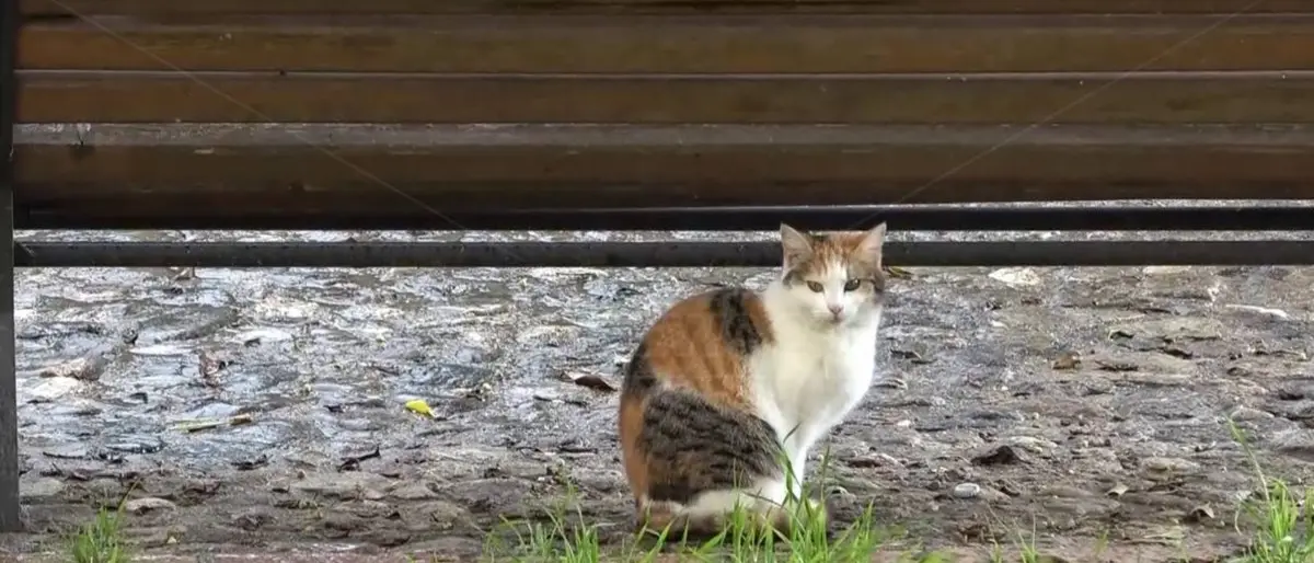 Lamezia, adozione a distanza per sostenere e proteggere gatti randagi