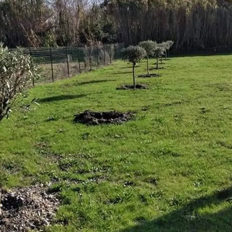 Lamezia, rubato uno degli ulivi dedicati agli otto ciclisti uccisi