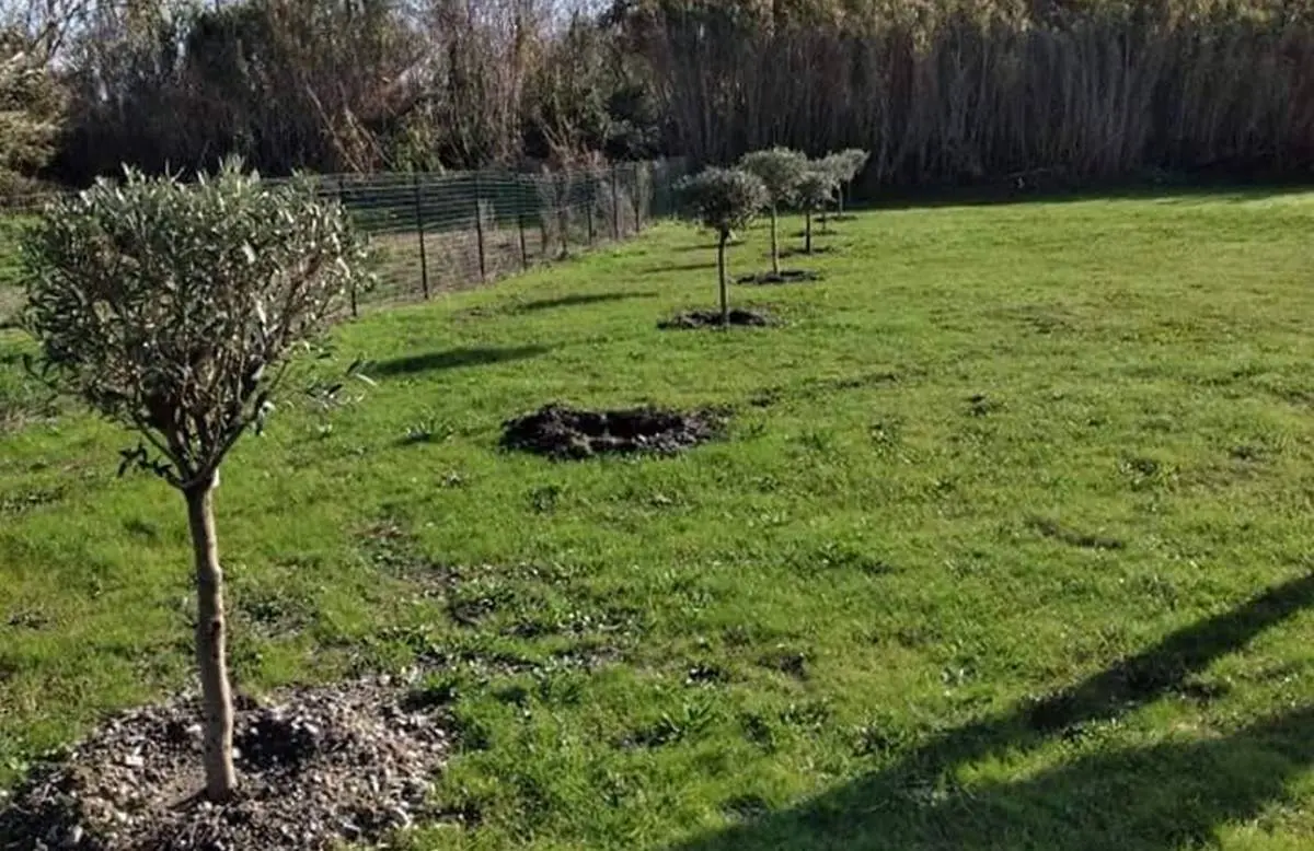 Lamezia, rubato uno degli ulivi dedicati agli otto ciclisti uccisi