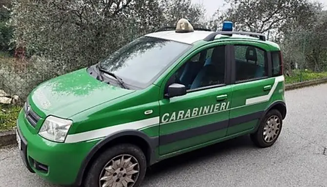 Abbatteva e rubava alberi in proprietà privata: denunciato 40enne nel Cosentino