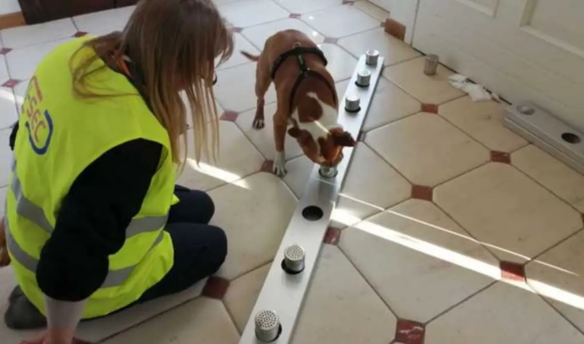 Cani anti-Covid all’aeroporto di Cuneo: con il fiuto potranno identificare i positivi