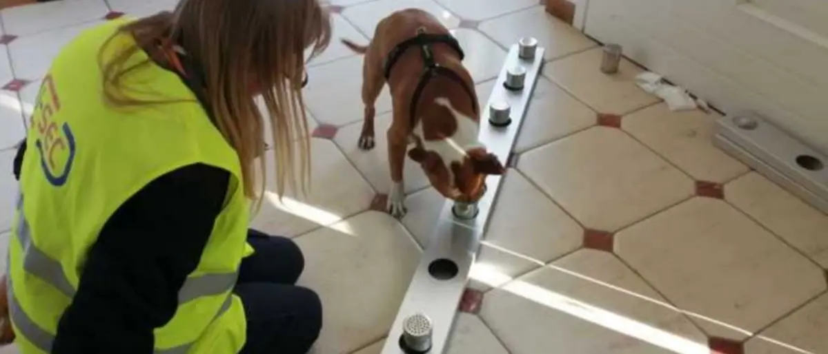 Cani anti-Covid all’aeroporto di Cuneo: con il fiuto potranno identificare i positivi
