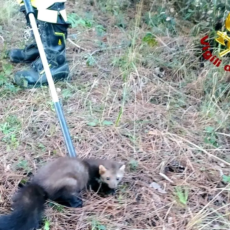 Lamezia, vigili del fuoco salvano faina in una vasca del Parco Dossi Comuni