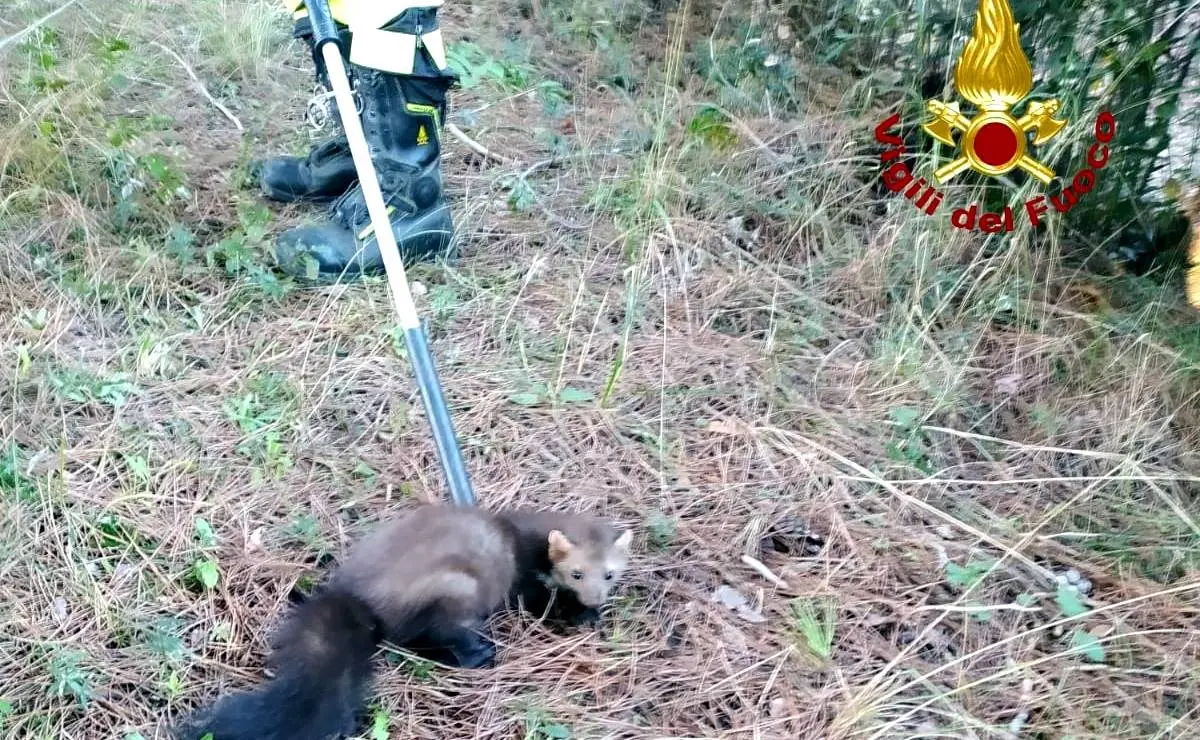 Lamezia, vigili del fuoco salvano faina in una vasca del Parco Dossi Comuni