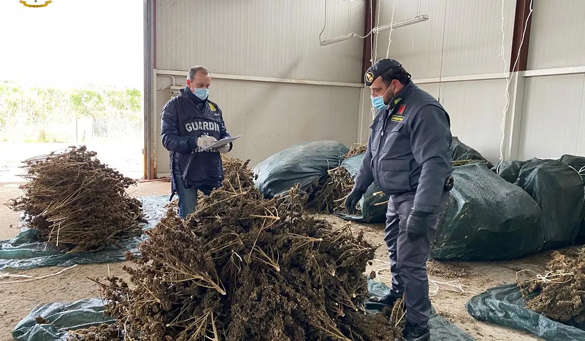 Castrovillari, sequestrate oltre 3mila piante di cannabis sativa non a norma