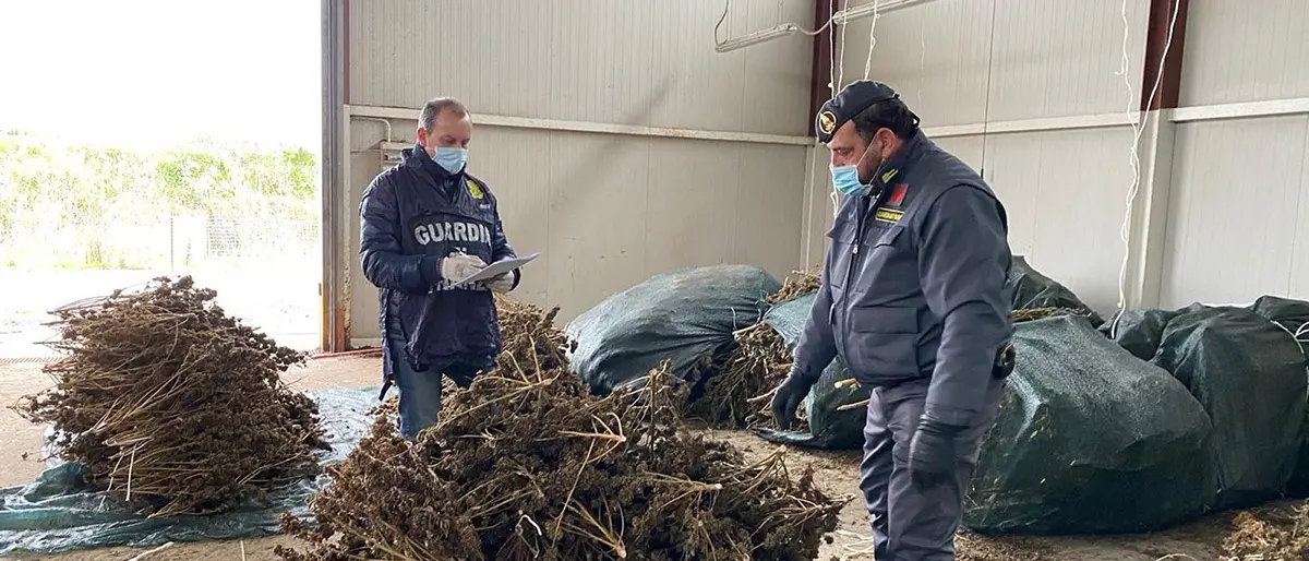 Castrovillari, sequestrate oltre 3mila piante di cannabis sativa non a norma