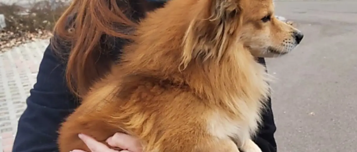 Ho deciso, adotto un (altro) cane “calabrese”! Tragicomico viaggio da Reggio a Mantova